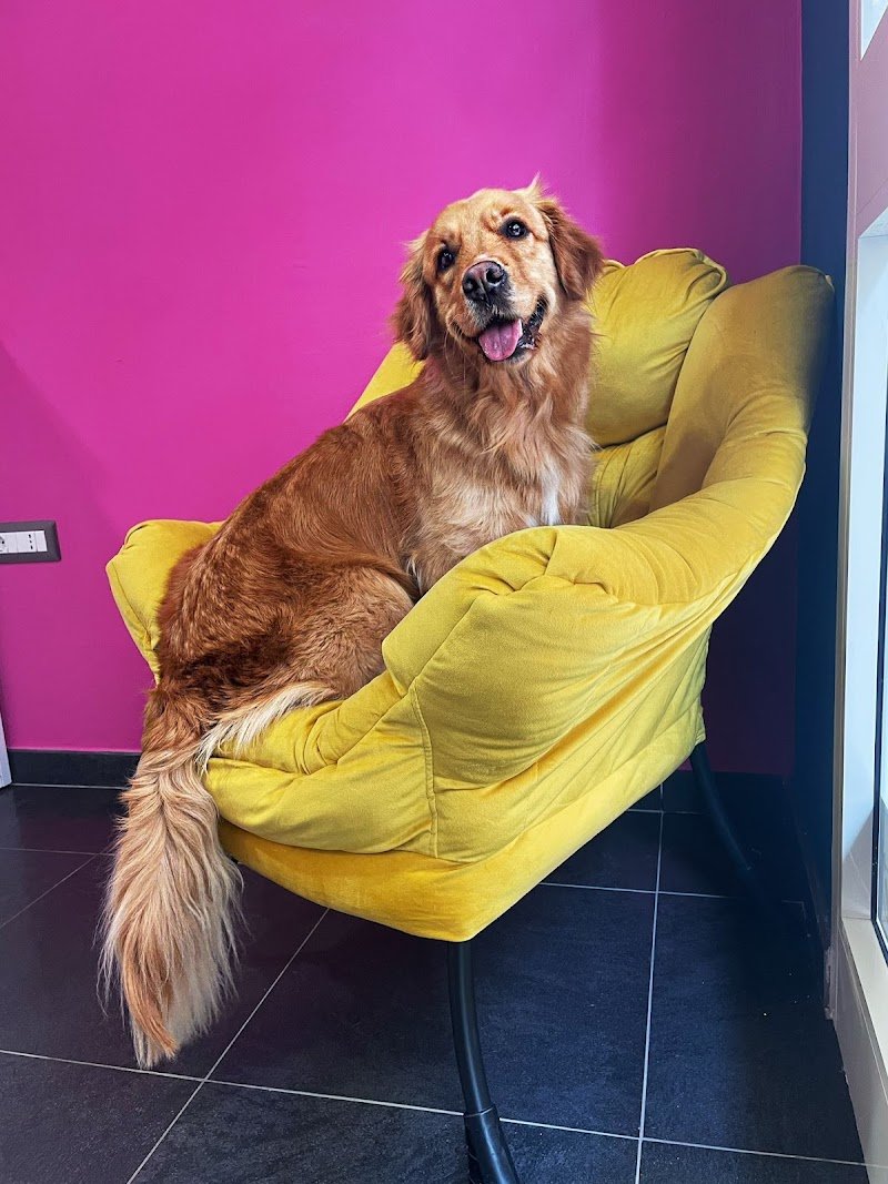 Toelettatura Musini Puliti - Foto 1