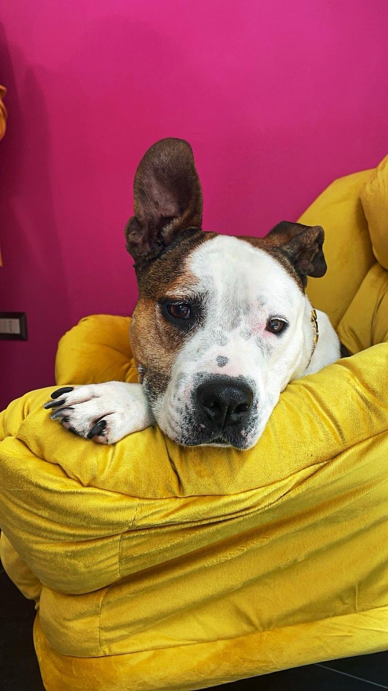 Toelettatura Musini Puliti - Foto 3