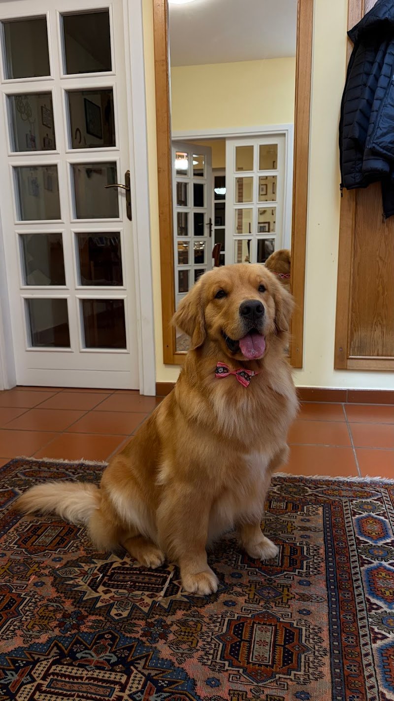 Toelettatura My pet wash Benevento - Foto 3