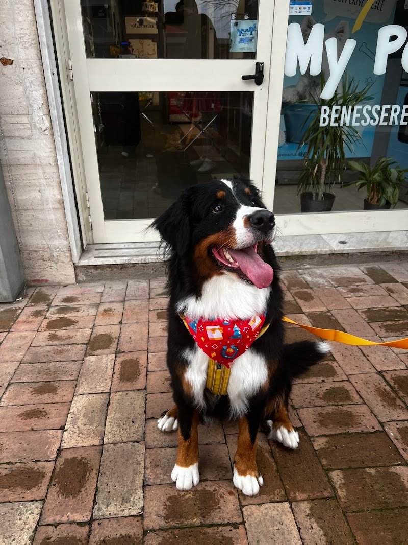 Toelettatura My pet wash Benevento - Foto 4