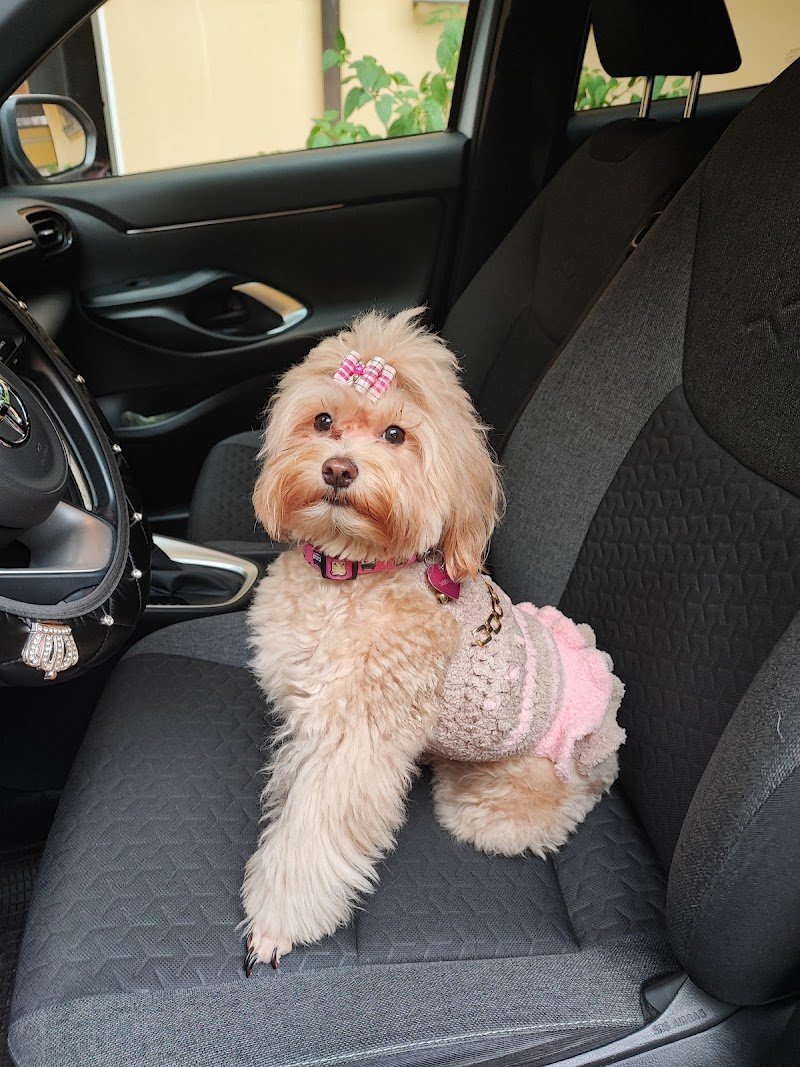 Toelettatura My pet wash Benevento - Foto 6