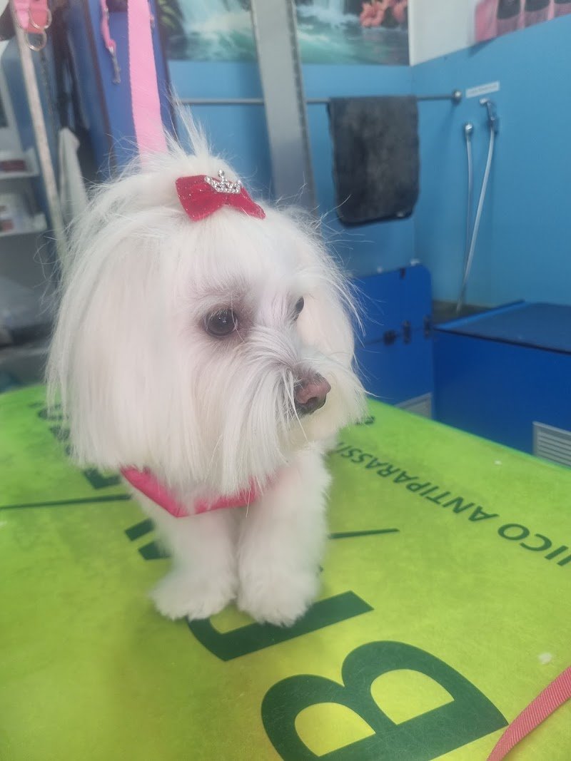 Toelettatura NumberUan By Bolle & Coccole Pescara - Foto 3