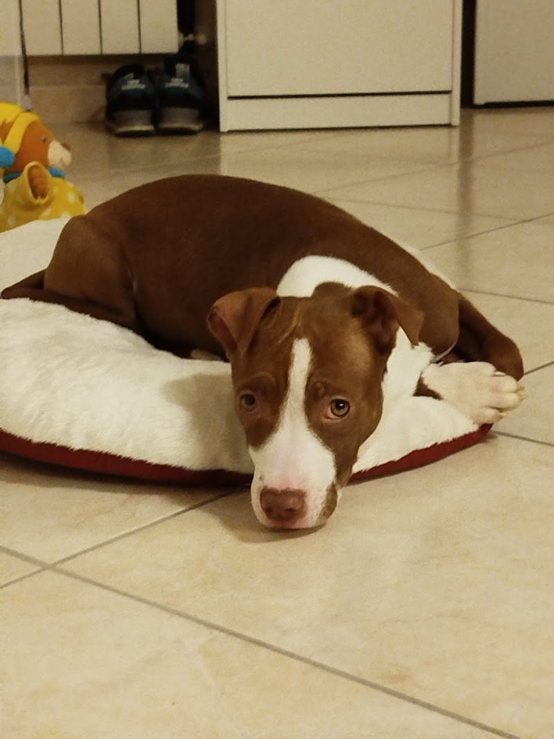 Toelettatura NumberUan By Bolle & Coccole Pescara - Foto 5