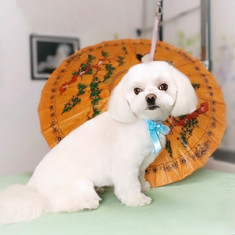 Toelettatura Nuvole di Lana - Foto 4