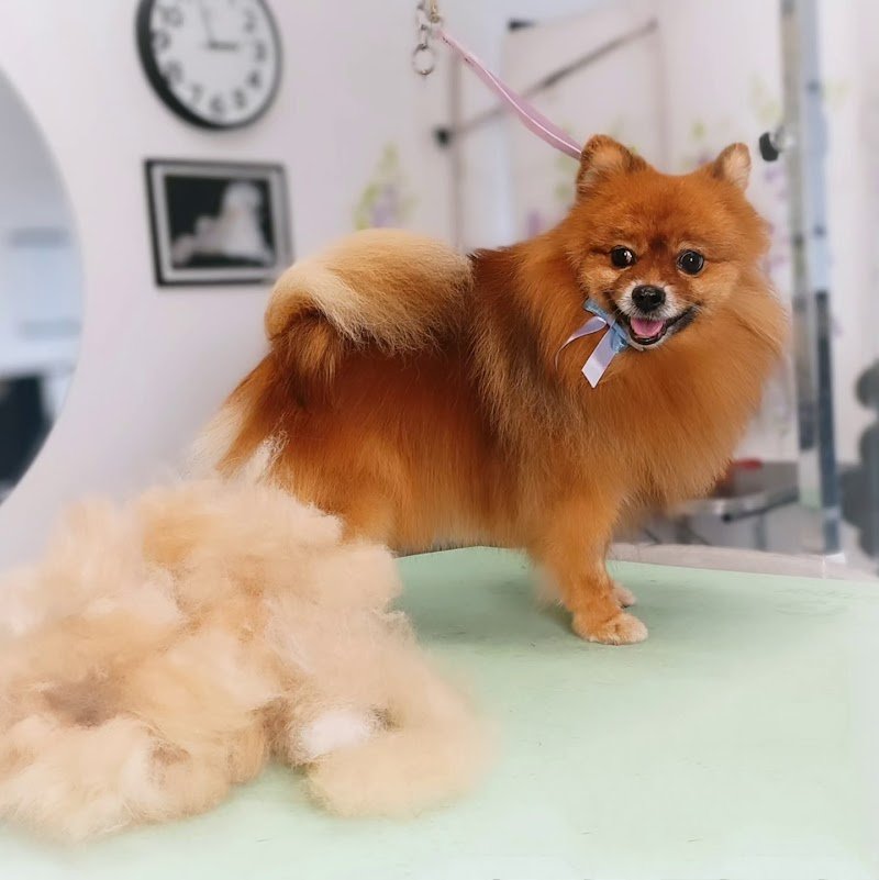 Toelettatura Nuvole di Lana - Foto 6