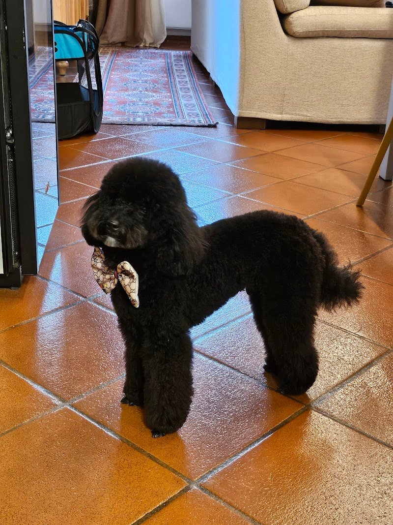 Toelettatura oasi del cane - Foto 2