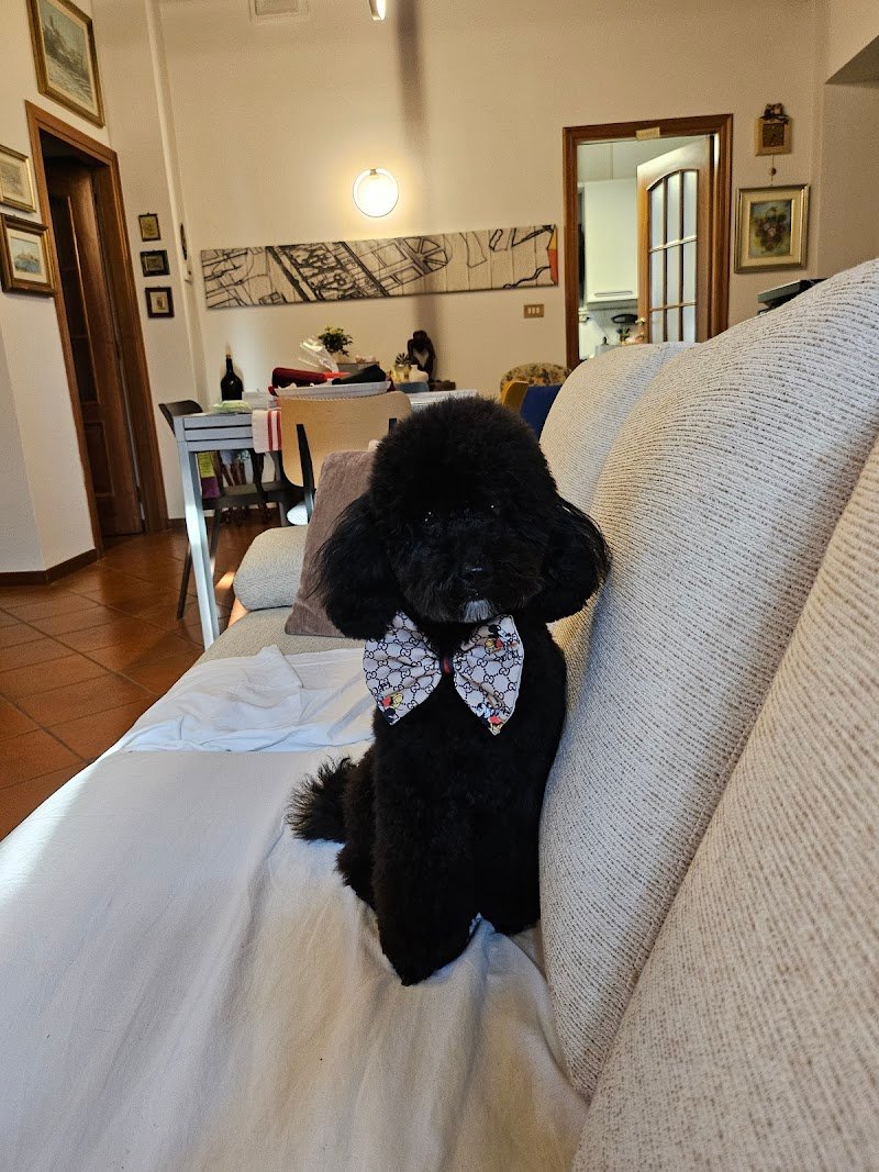 Toelettatura oasi del cane - Foto 3