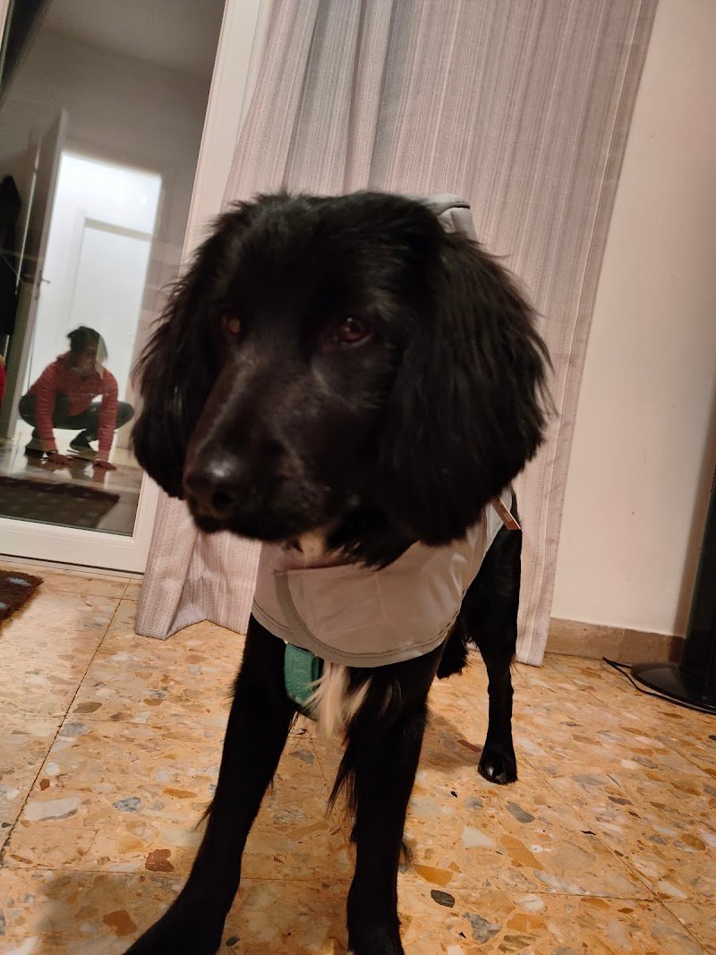 Toelettatura oasi del cane - Foto 5