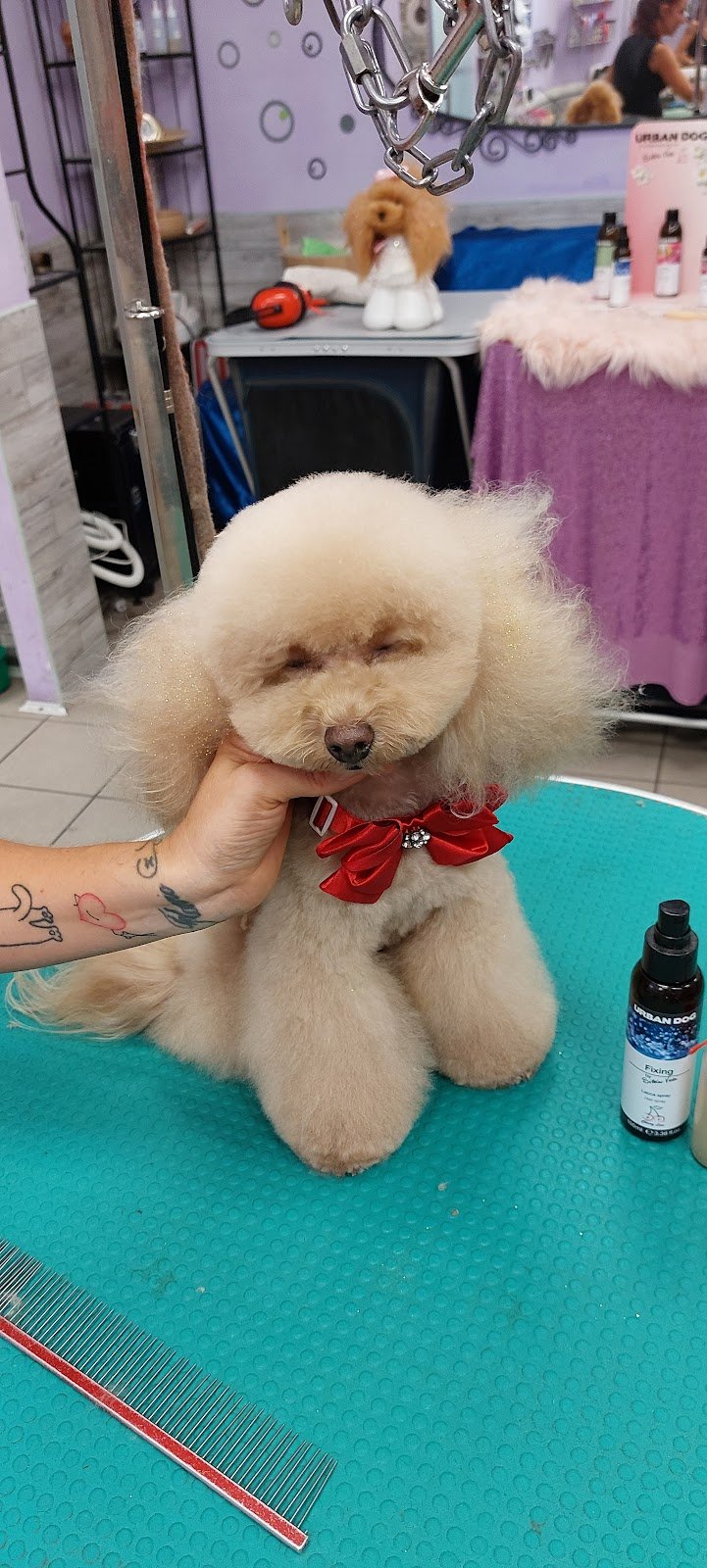 Toelettatura oasi del cane - Foto 6