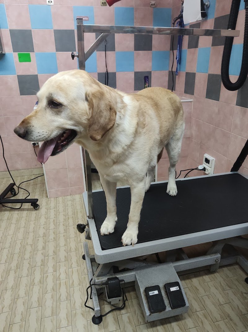 Toelettatura Officina del cane - Foto 1