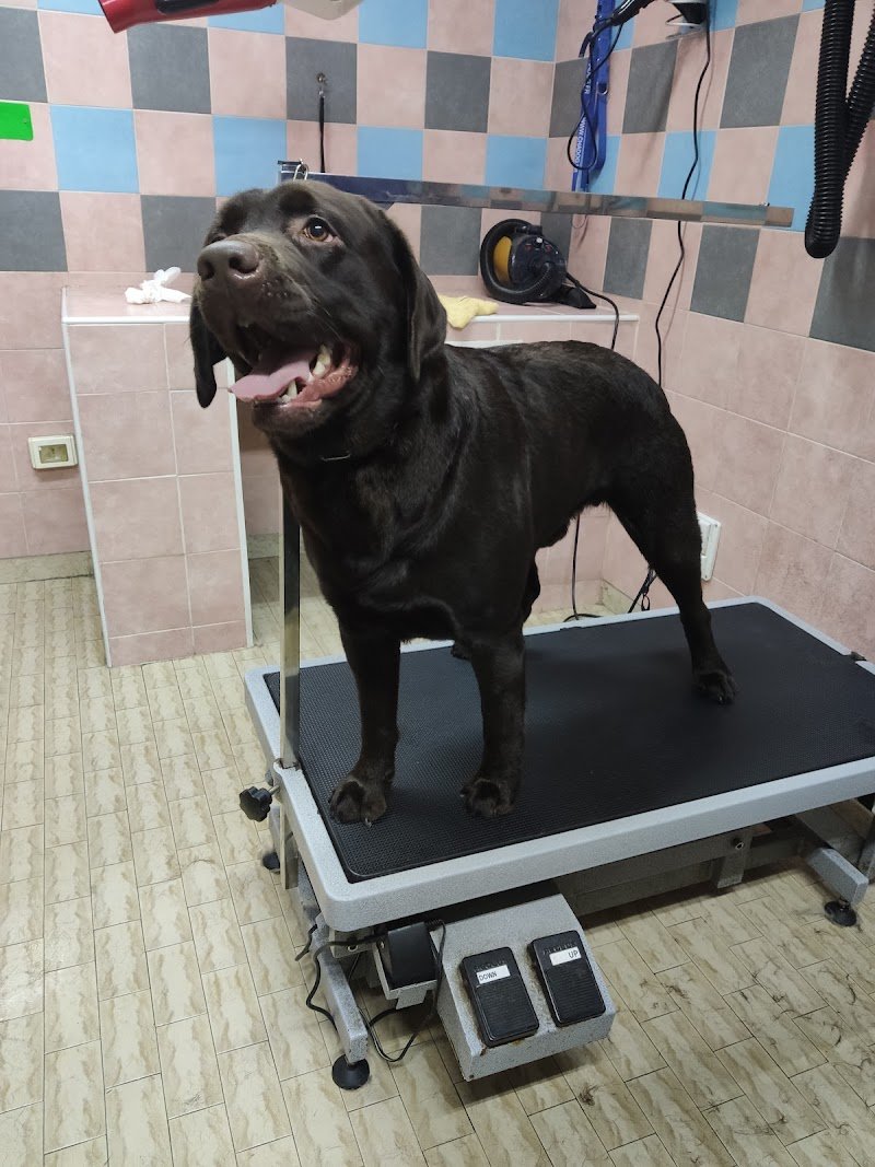 Toelettatura Officina del cane - Foto 2