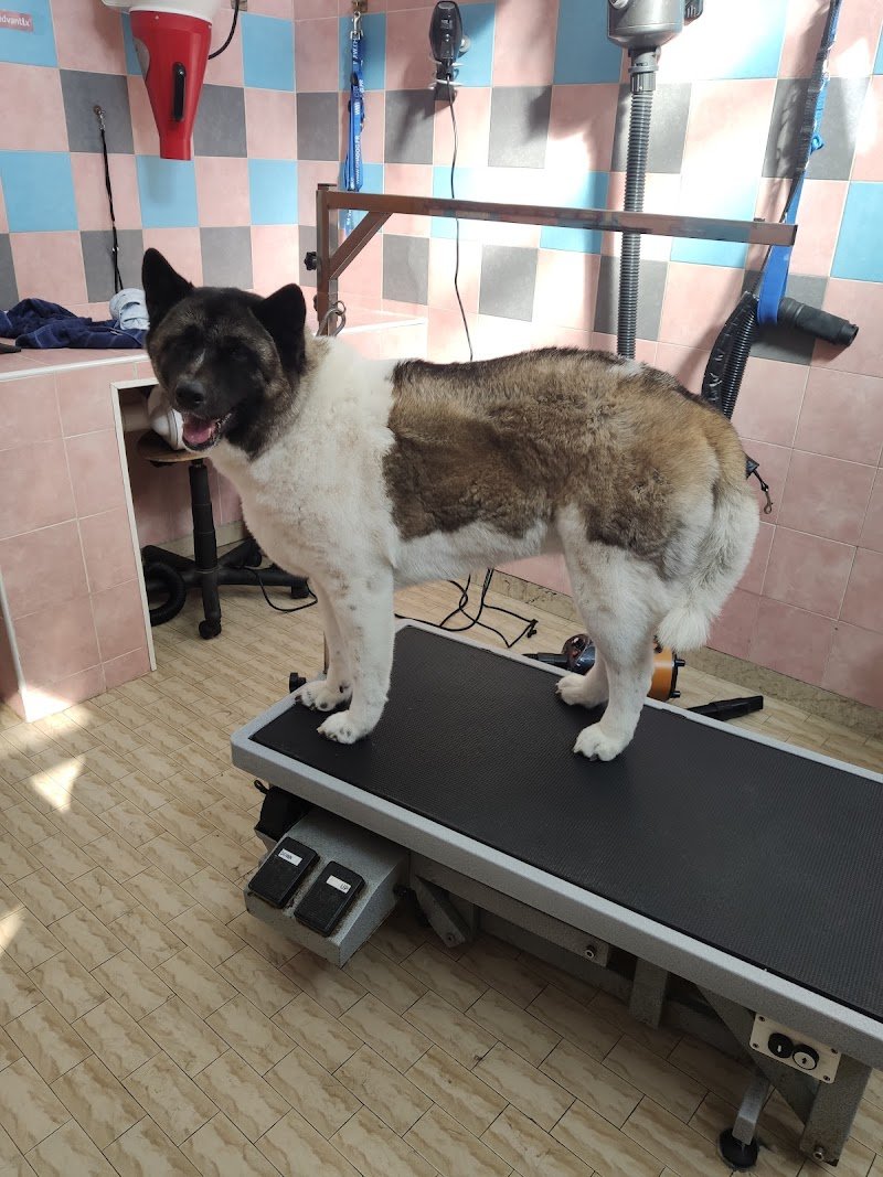 Toelettatura Officina del cane - Foto 3