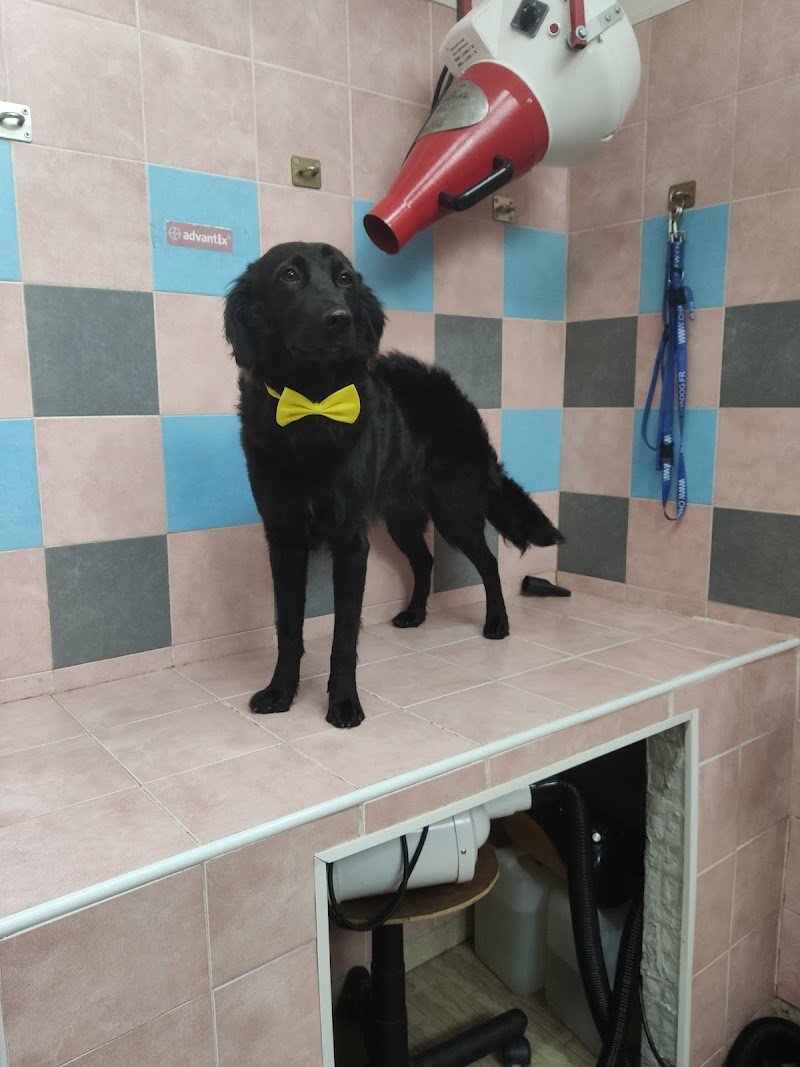 Toelettatura Officina del cane - Foto 4