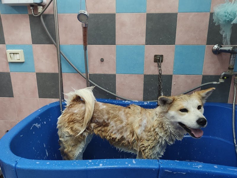 Toelettatura Officina del cane - Foto 5