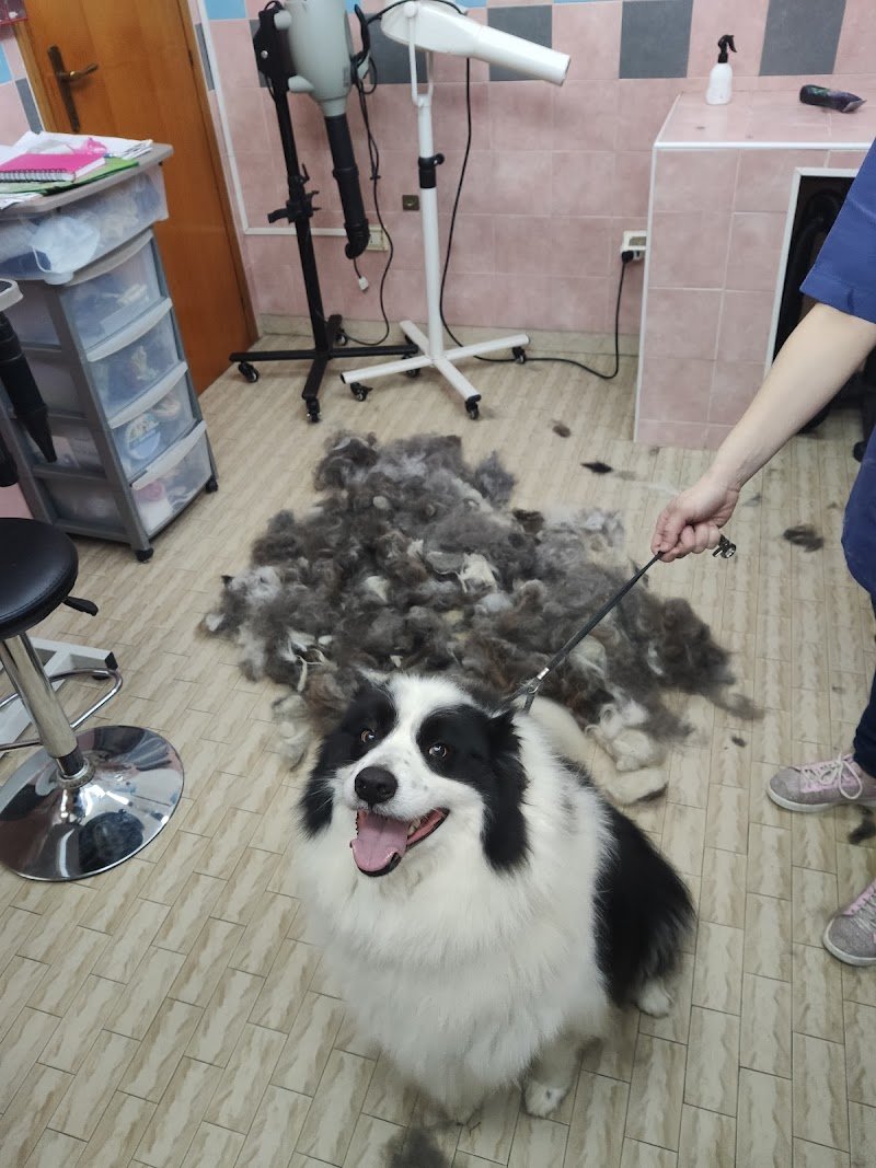 Toelettatura Officina del cane - Foto 6