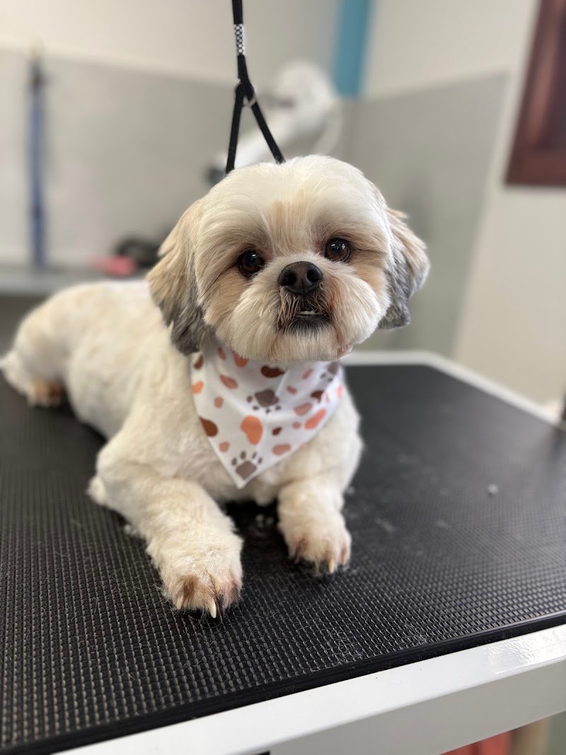 Toelettatura Oh my Dog! Di Elisa - Foto 1