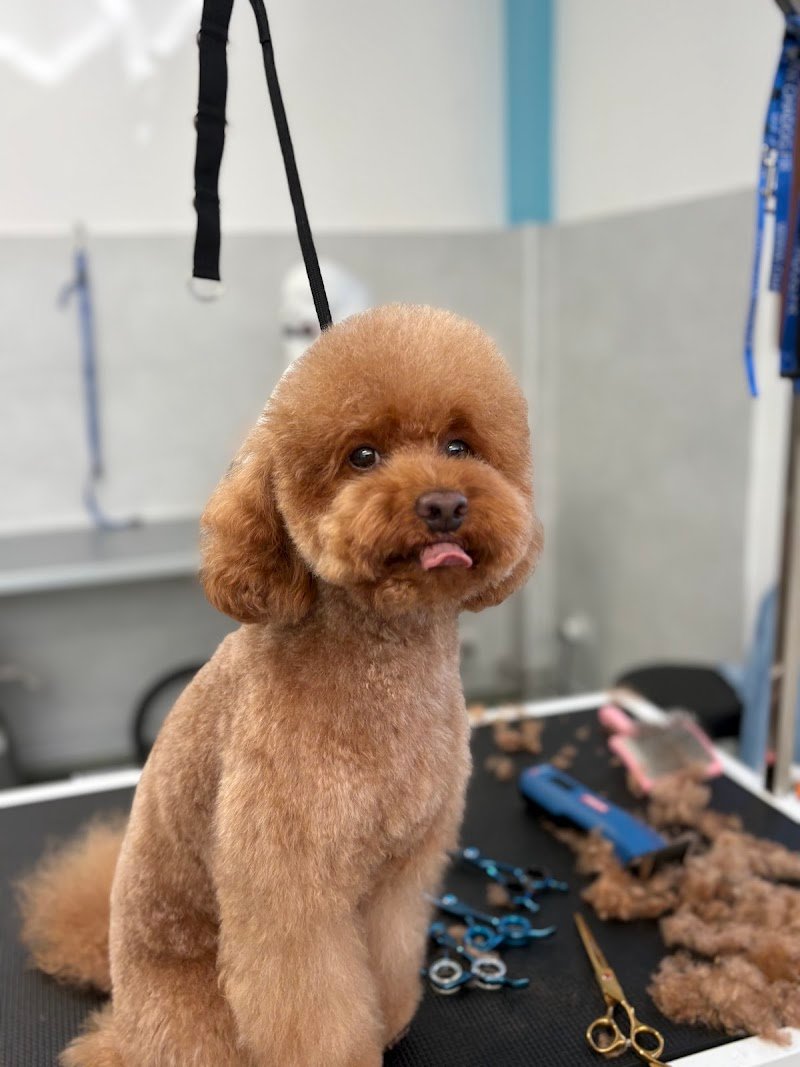 Toelettatura Oh my Dog! Di Elisa - Foto 3