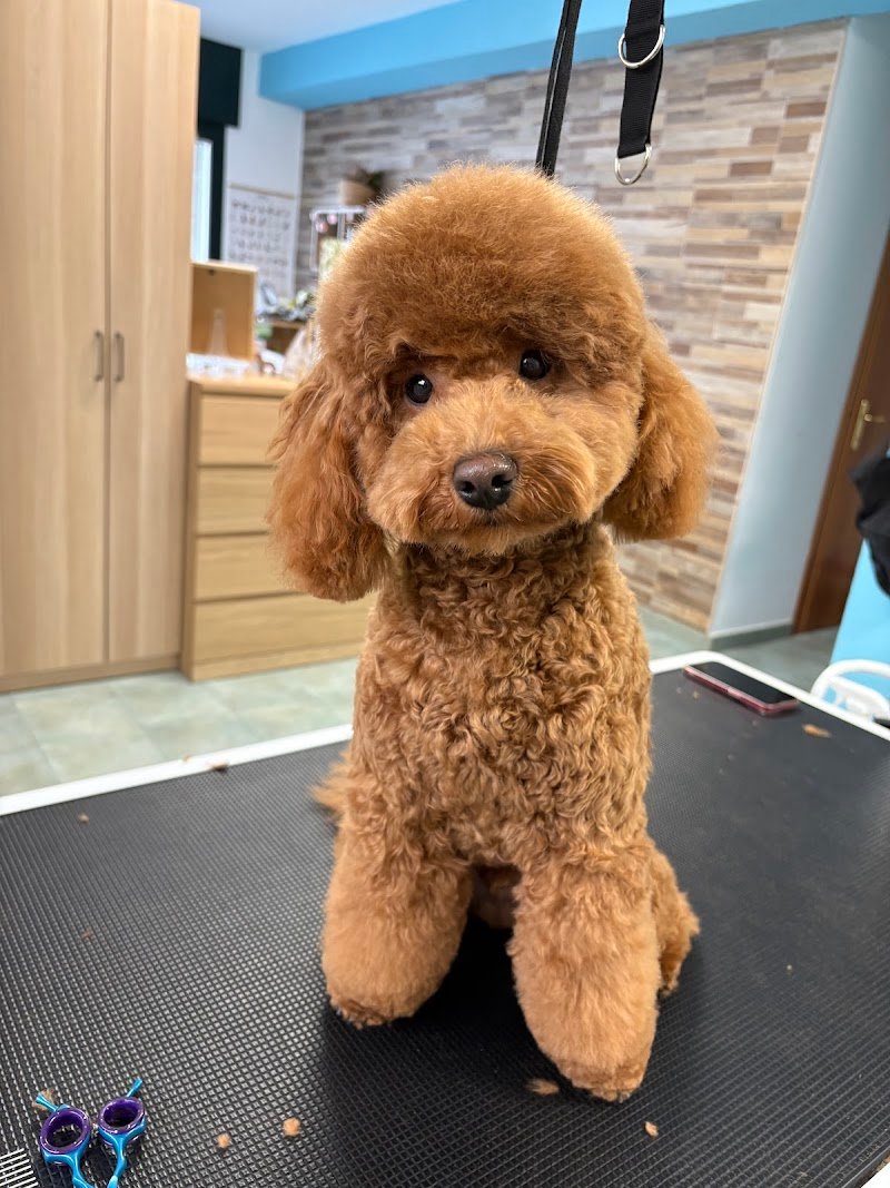 Toelettatura Oh my Dog! Di Elisa - Foto 5