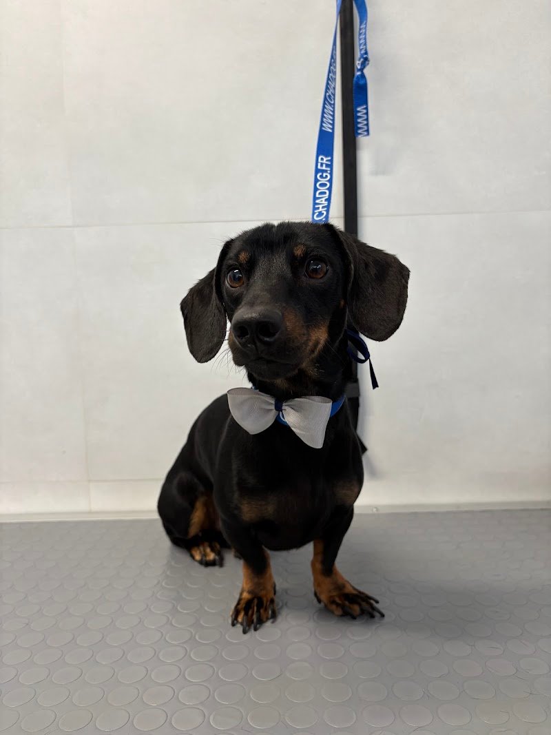 Toelettatura Oh my Dog! Di Elisa - Foto 6