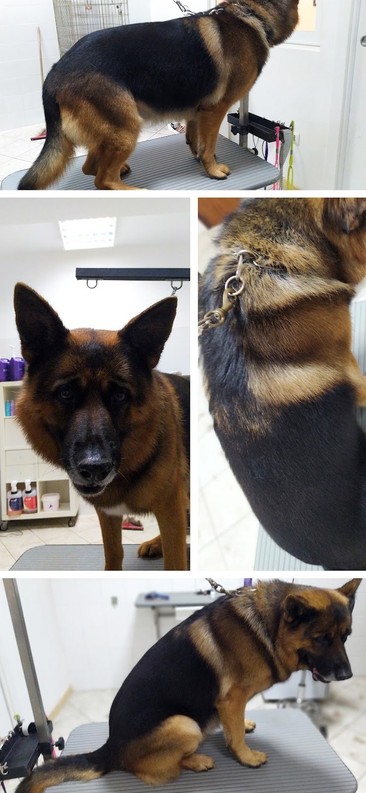 Toelettatura One Love - Foto 2