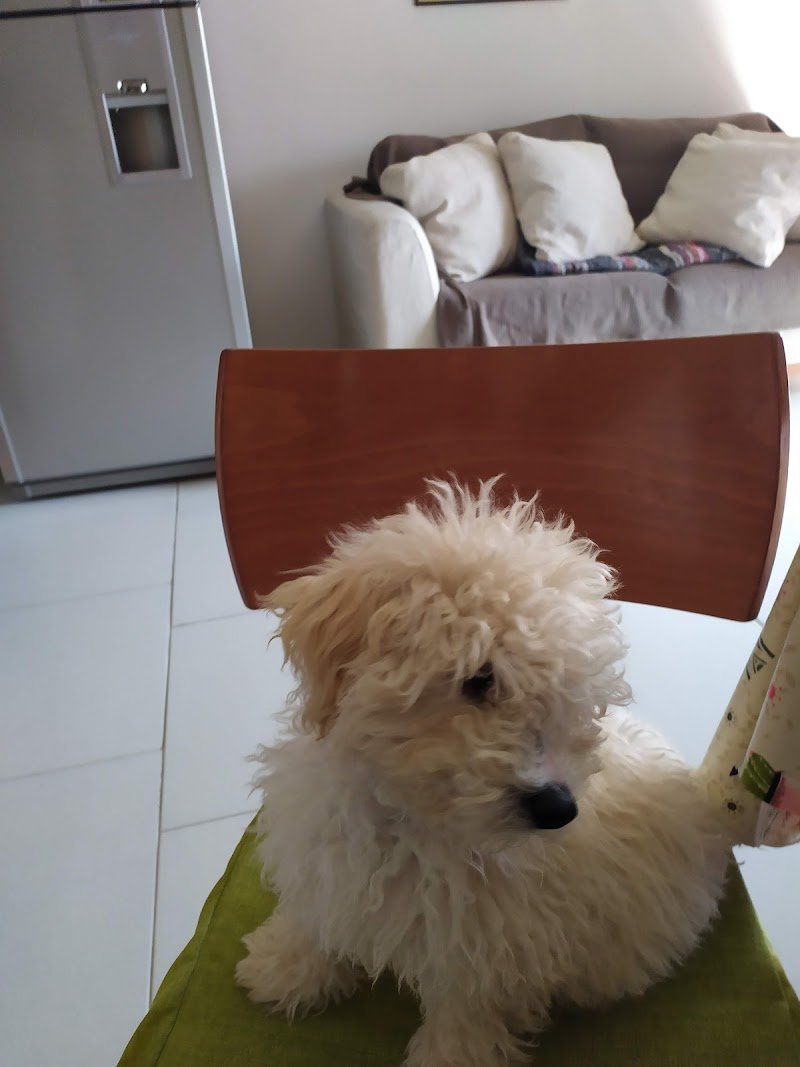 Toelettatura One Love - Foto 5