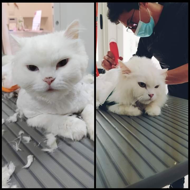 Toelettatura One Love - Foto 6