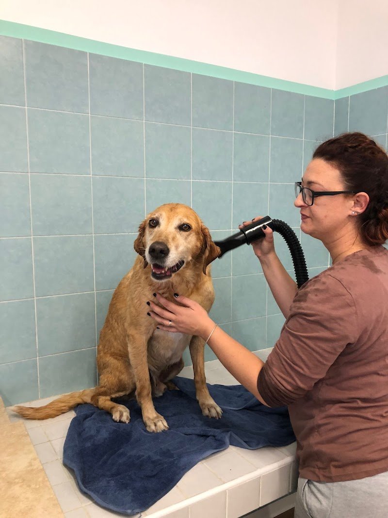 Toelettatura Papillon di Meoni Fabiana - Foto 1