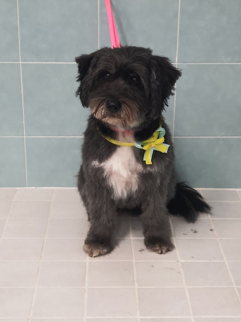 Toelettatura Papillon di Meoni Fabiana - Foto 2