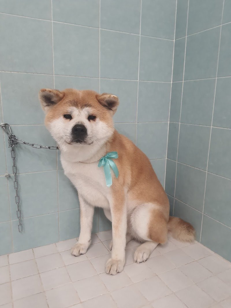 Toelettatura Papillon di Meoni Fabiana - Foto 3