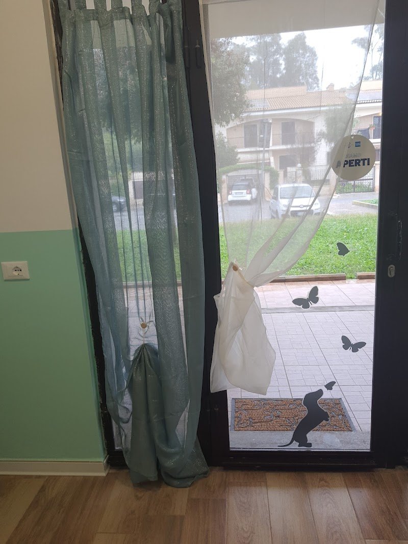 Toelettatura Papillon di Meoni Fabiana - Foto 4