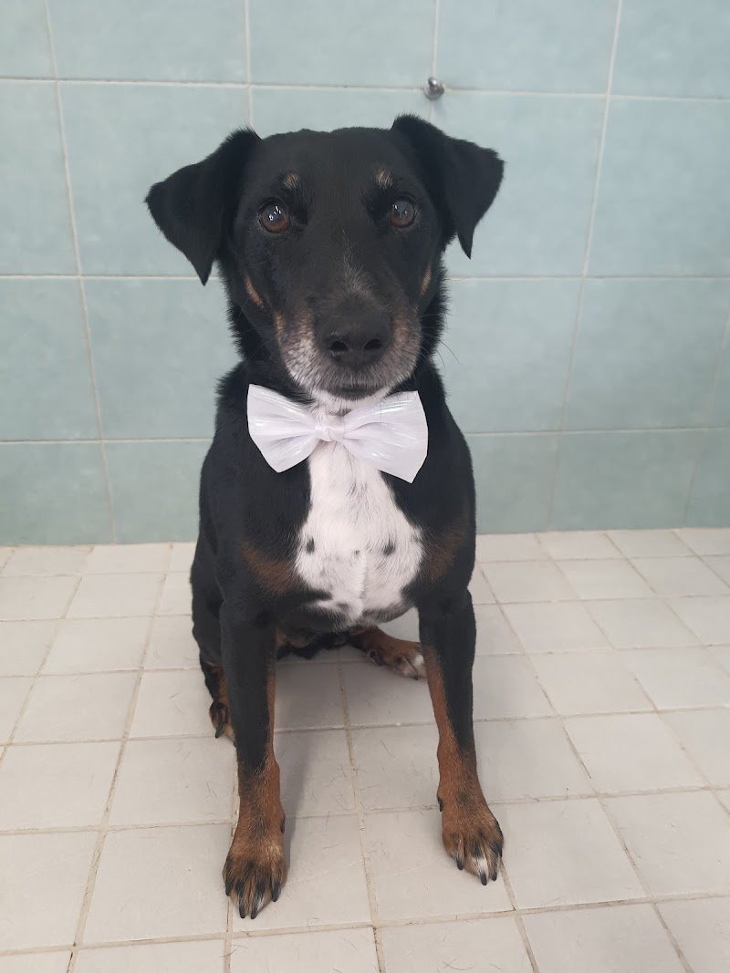 Toelettatura Papillon di Meoni Fabiana - Foto 5