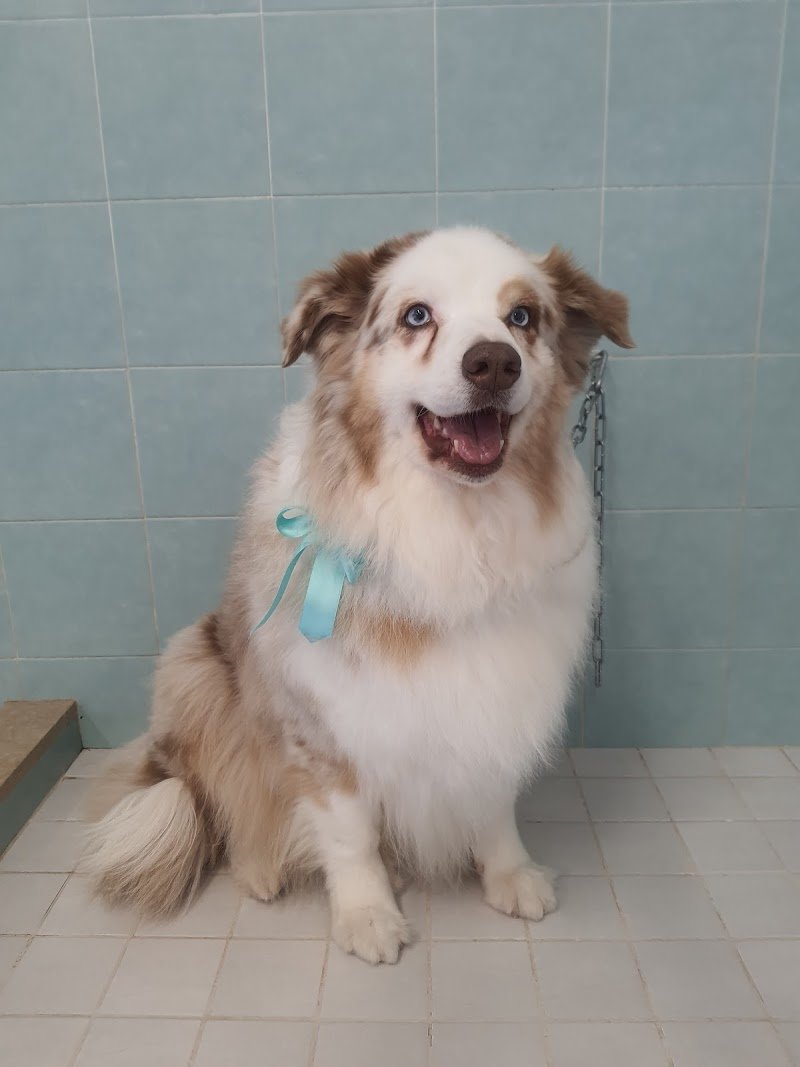 Toelettatura Papillon di Meoni Fabiana - Foto 6