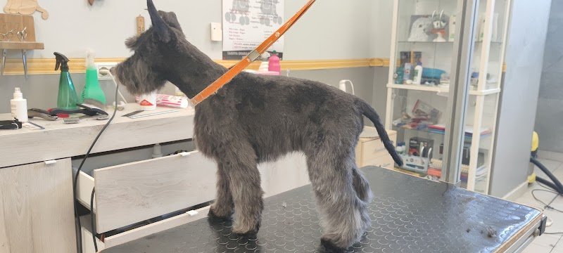 Toelettatura Patty (all'interno del Pet store Conad ) - Foto 2