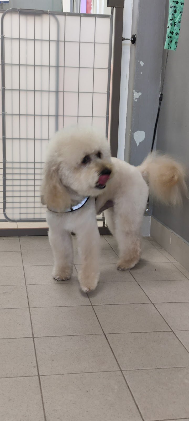 Toelettatura Patty (all'interno del Pet store Conad ) - Foto 3