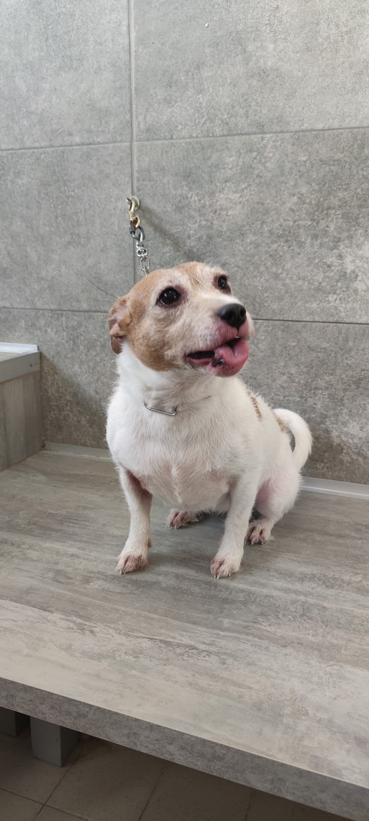 Toelettatura Patty (all'interno del Pet store Conad ) - Foto 4