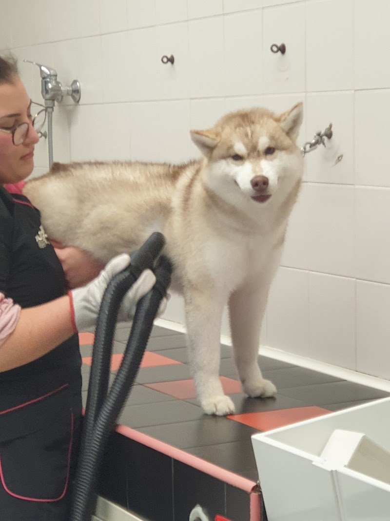 Toelettatura Pelomagia - Foto 3