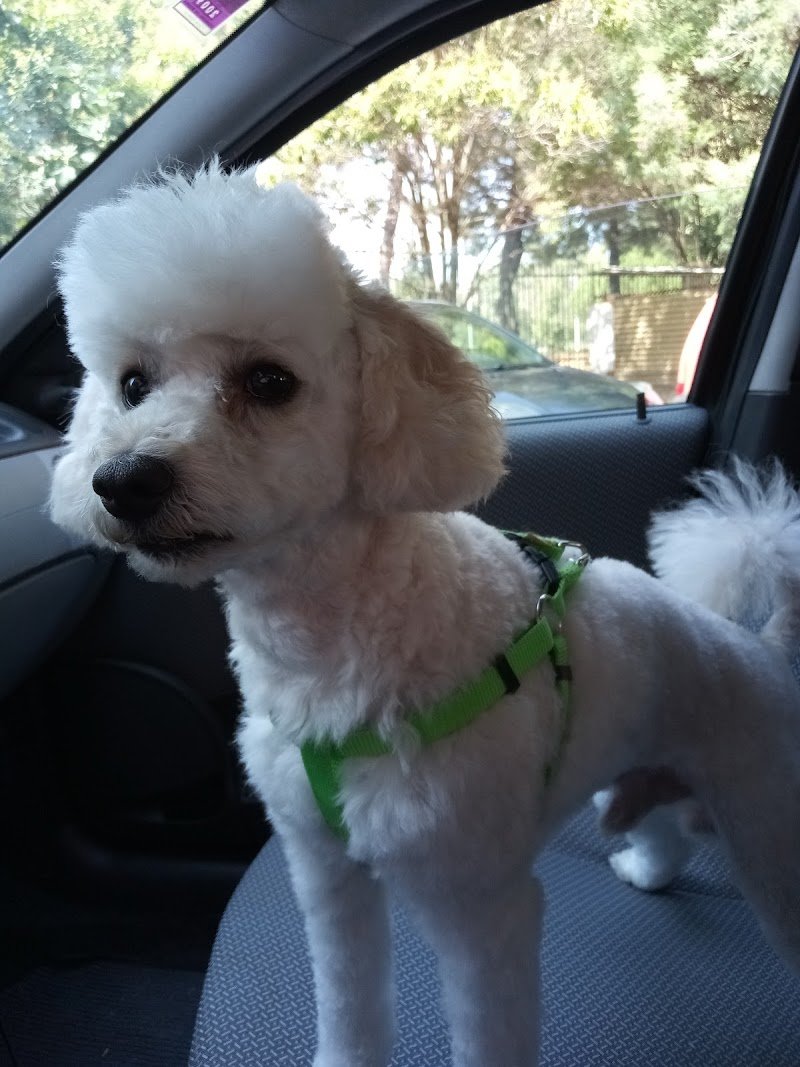 Toelettatura Pelomagia - Foto 4