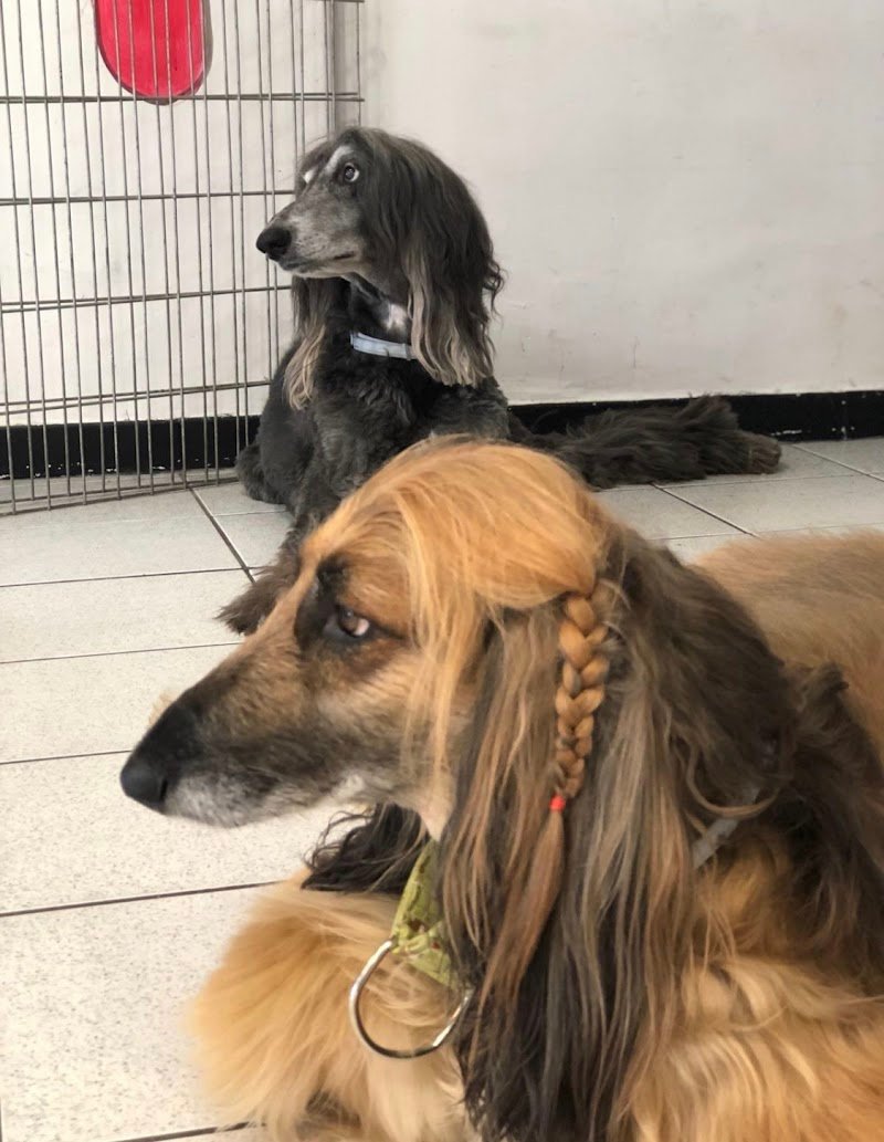 Toelettatura Pelomagia - Foto 5