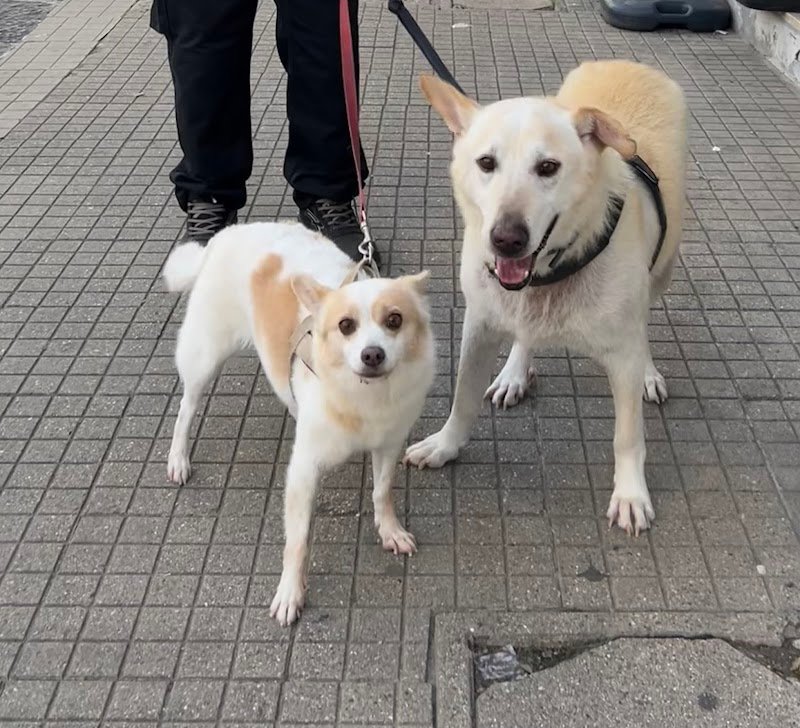 Toelettatura Pelomagia - Foto 6