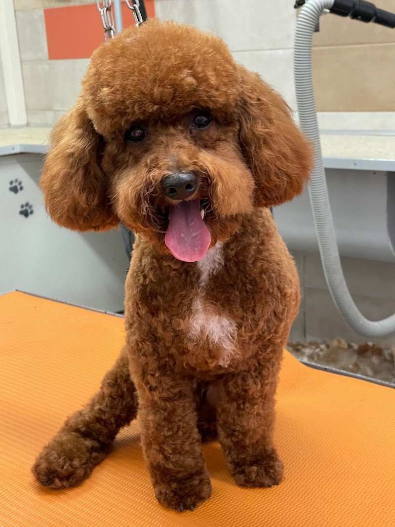 Toelettatura Pelomagia s.r.l. - Self Service e Tradizionale - Foto 2