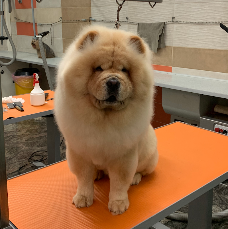 Toelettatura Pelomagia s.r.l. - Self Service e Tradizionale - Foto 5