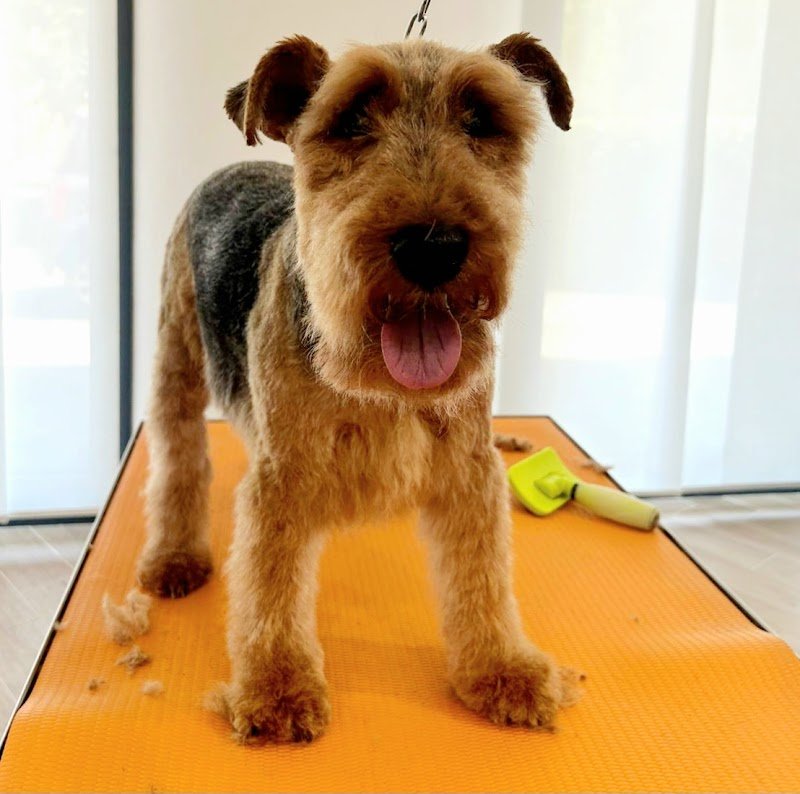 Toelettatura Pelomagia s.r.l. - Self Service e Tradizionale - Foto 6