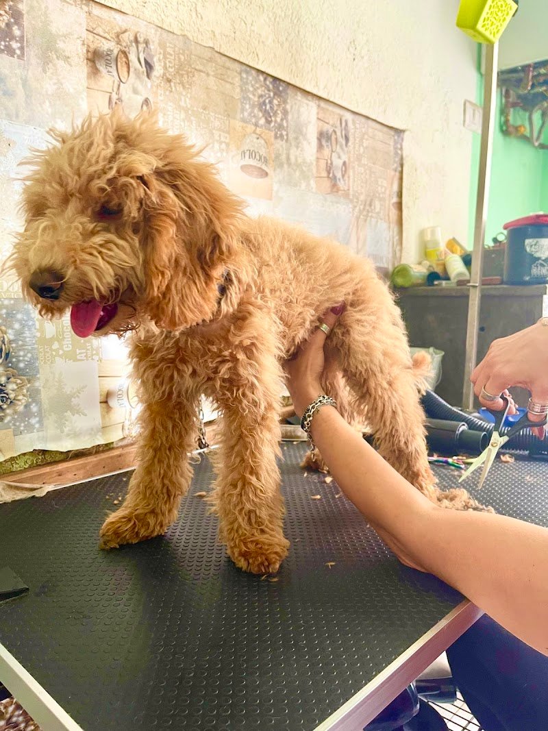 Toelettatura Pelopazzo - Foto 3