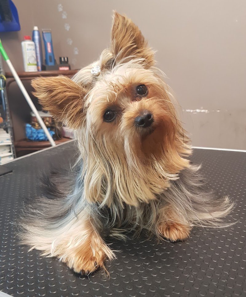 Toelettatura Pelopazzo - Foto 4