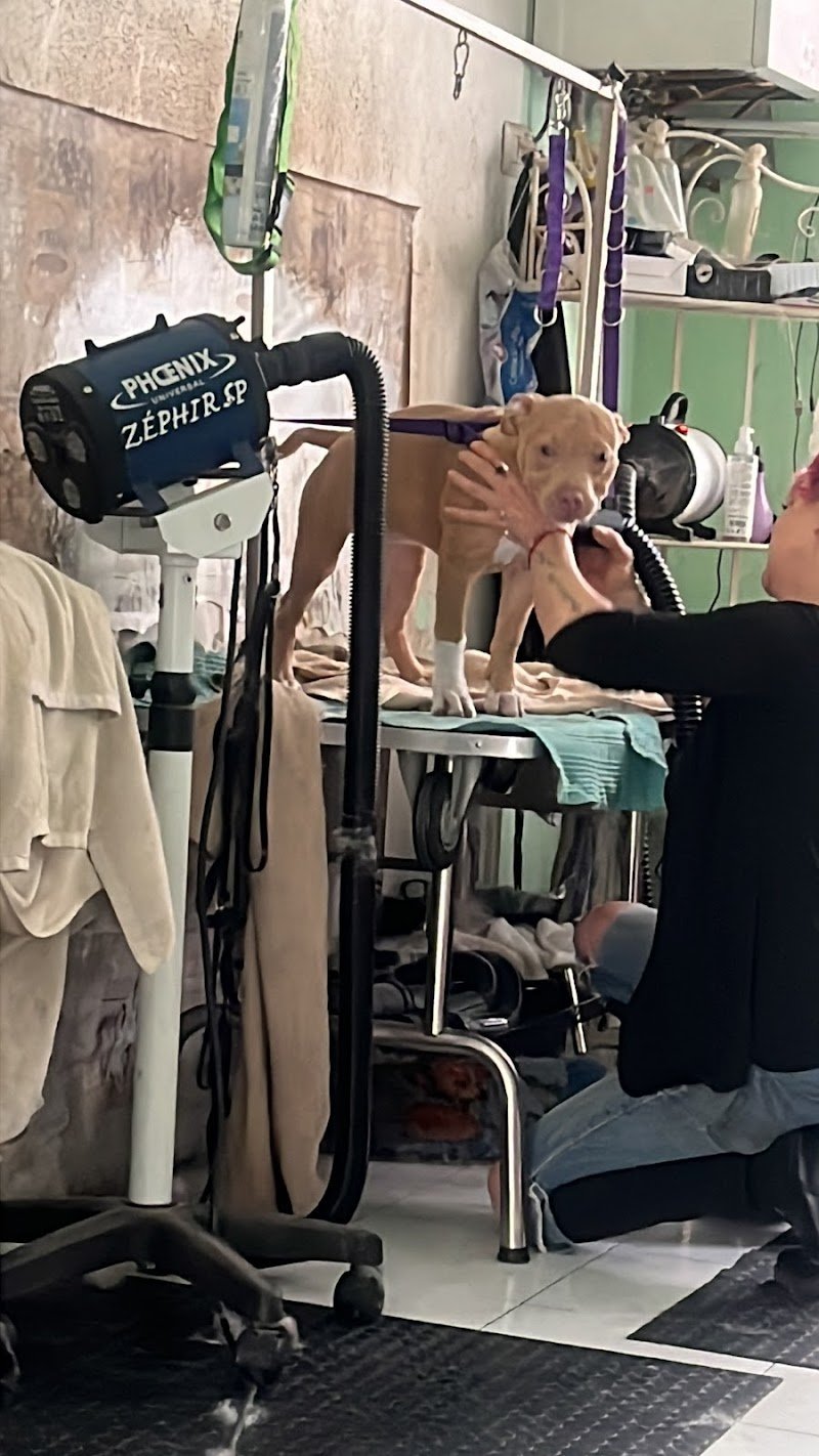 Toelettatura Pelopazzo - Foto 5