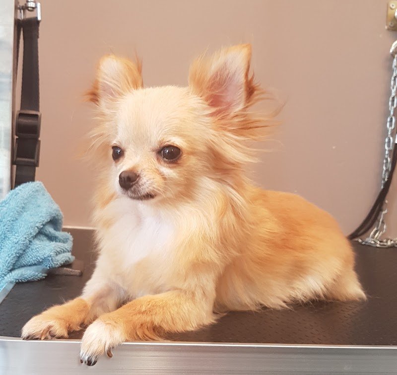 Toelettatura Pelopazzo - Foto 6