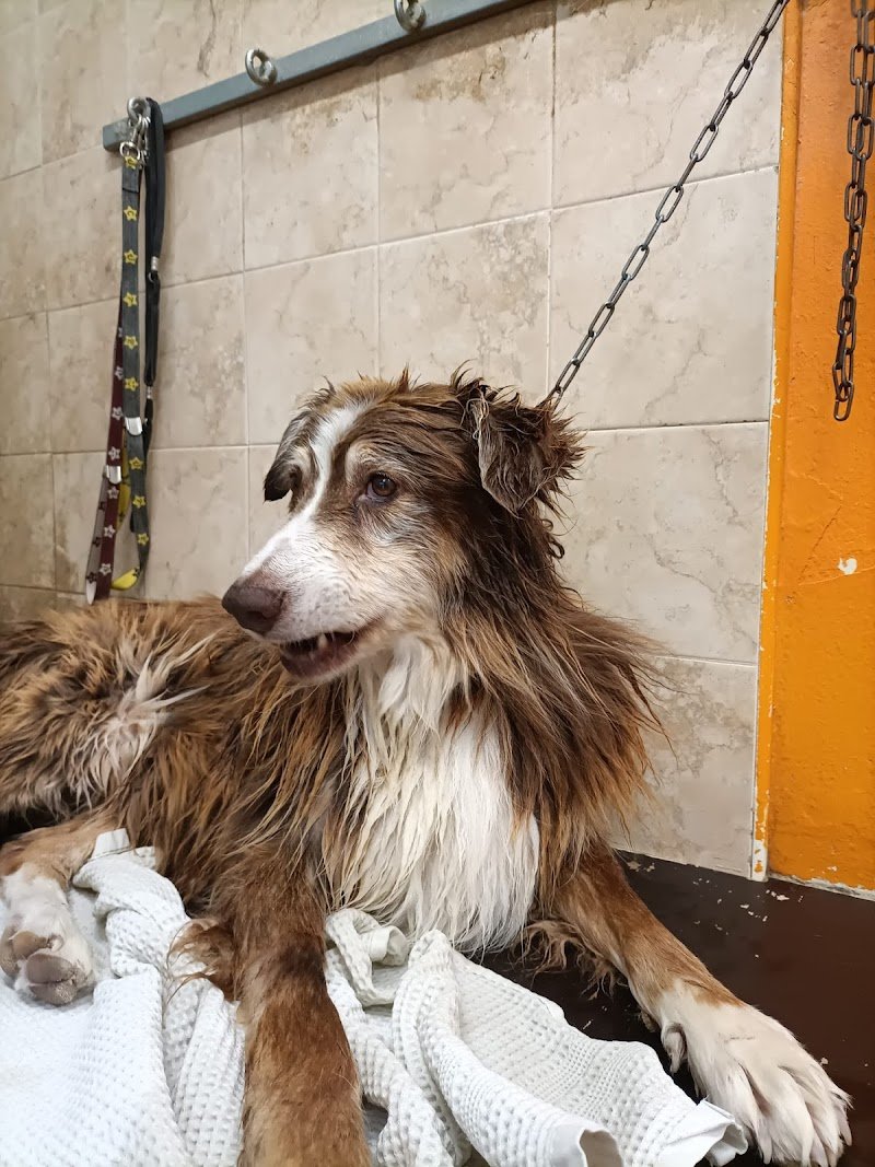 Toelettatura Pelosi e Preziosi - Foto 3