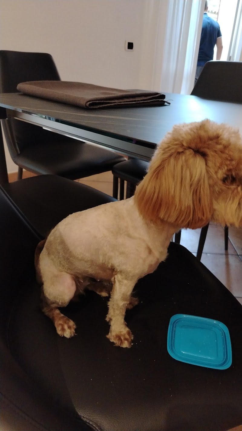 Toelettatura Pelosi e Preziosi - Foto 6