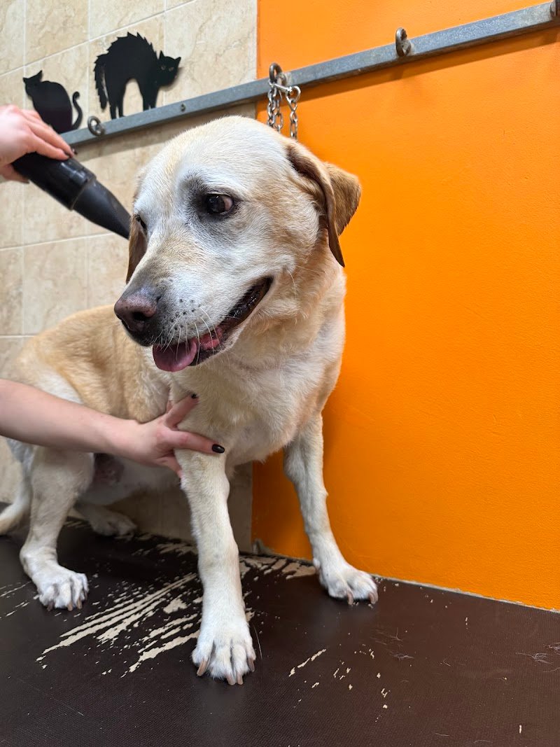 Toelettatura Pelosi e Preziosi - Foto 2