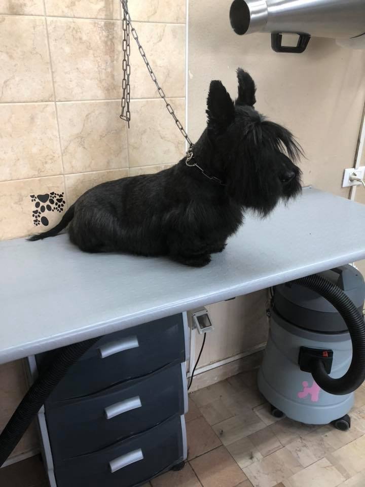 Toelettatura Pelosi e Preziosi - Foto 4